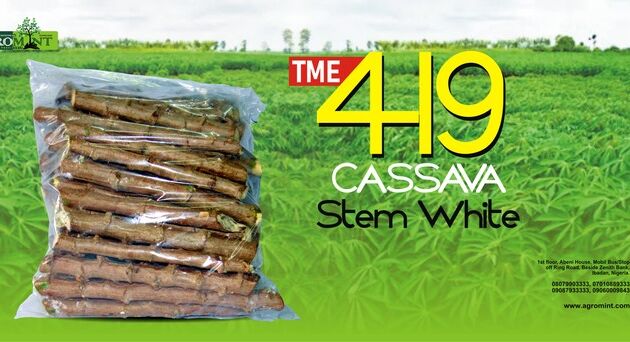 Cassava Stems (TME419)