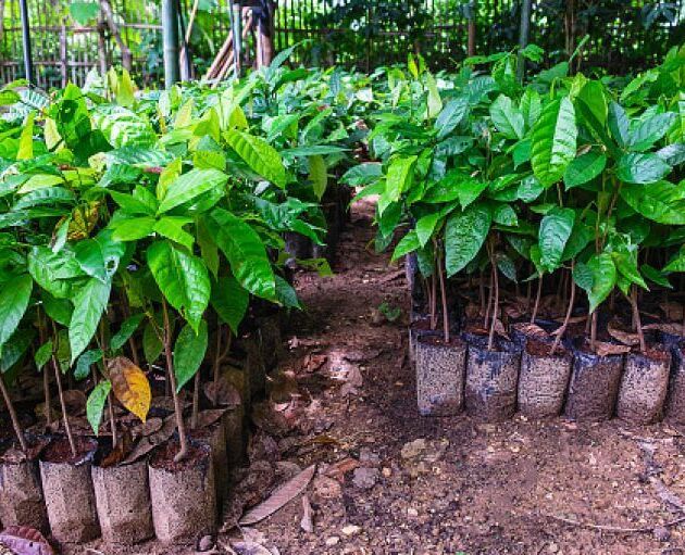 Cocoa Seedlings