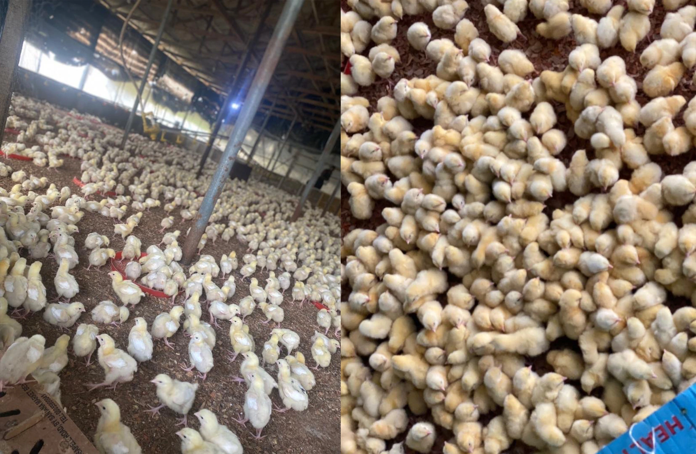 Glens Farms