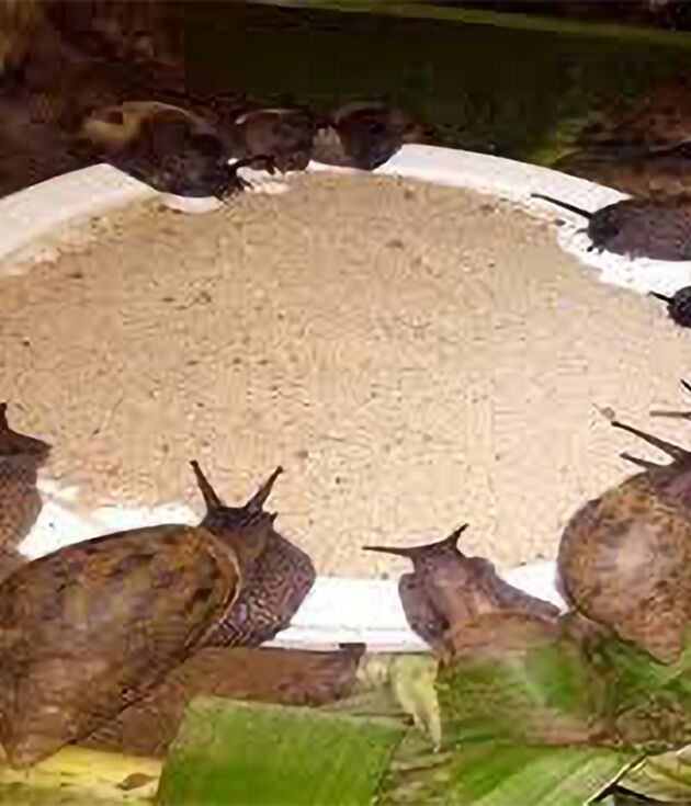 Snail Feed