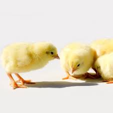 Day-Old Broilers