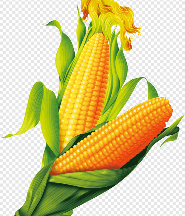 Maize (Corn)