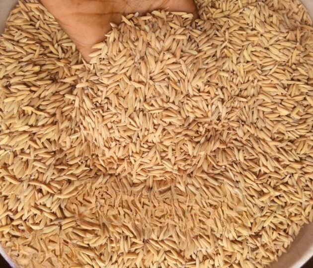 Rice Seeds (FARO 44)