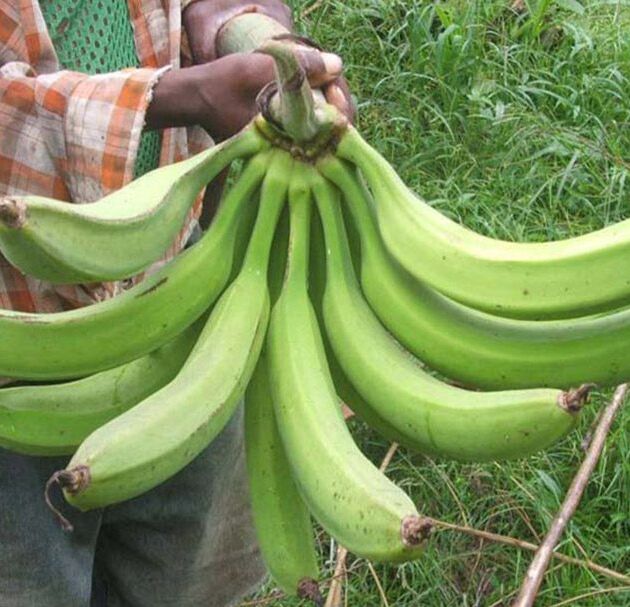 Plantain Suckers